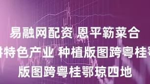 易融网配资 恩平簕菜合作社深耕特色产业 种植版图跨粤桂鄂琼四地